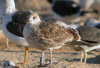 juvenile LBBG, ringed in the Netherlands.